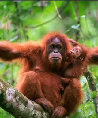 Nationalpark Gunung Leuser